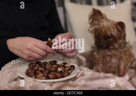 Frauen essen geröstete Kastanien auf Sofa in Decke mit abgedeckt Kleiner Hund Stockfoto