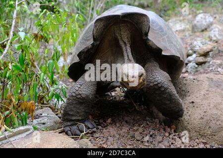 Ecuador Galapagos Inseln - San Cristobal Insel riesige Galapagos Schildkröte In Galapaguera de Cerro Colorado Stockfoto