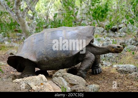 Ecuador Galapagos Inseln - San Cristobal Insel riesige Galapagos Schildkröte In Galapaguera de Cerro Colorado Stockfoto