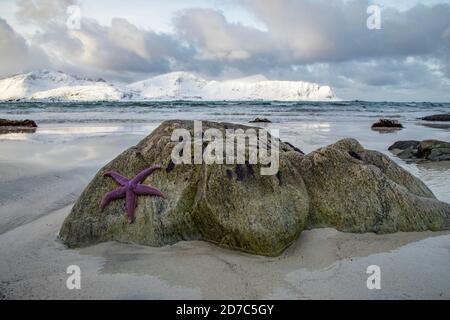 Seestar am Ufer der Lofoten, Norwegen Stockfoto