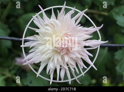 Eine weiße Spinne Mutter Blume in einem Metallring Stockfoto