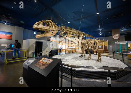 Nagoya / Japan - Nov 27 2019 : Dinosaurierskelett im Wissenschaftsausstellungsraum in Nagoya City Science Museum Dies ist ein beliebtes Touristenziel. Stockfoto