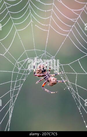 Gefleckte Orb-Weberspinne auf dem Netz mit Beute Stockfoto