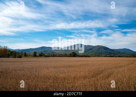 Feld im Herbst mit Blick auf Old Rag Mountain in Die Entfernung Stockfoto