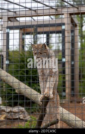 Ein kanadischer Luchs steht auf einem Holzstamm in seinem Gehege im Fort Wayne Children's Zoo in Fort Wayne, Indiana, USA. Stockfoto