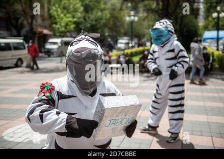 La Paz, Bolivien. Oktober 2020. Ein weiterer kleiner Schritt in Richtung Normalität im Regierungssitz Boliviens: Nach monatelanger Abwesenheit sind die Zebras zurück. Internationale Berühmtheit erlangten sie durch die US-Show "Last Week Tonight with John Oliver". Sie sind Teil eines Programms, das darauf abstellt, bolivianische Fahrer und Fußgänger davon zu überzeugen, den Verkehrsregeln (und ab sofort hygienischen) zu folgen. Gleichzeitig handelt es sich um eine Maßnahme, die darauf abzielt, benachteiligten jungen Menschen zu helfen, indem sie ihnen eine sozial nützliche Aufgabe übertragen. Kredit: Radoslaw Czajkowski/ Alamy Live Nachrichten Stockfoto