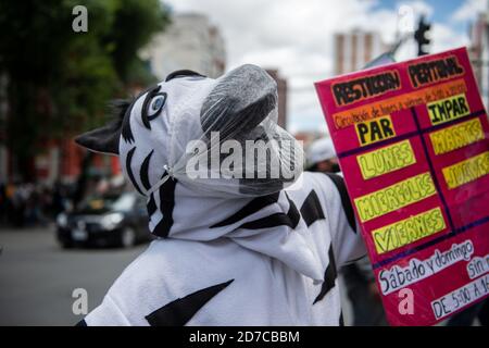 La Paz, Bolivien. Oktober 2020. Ein weiterer kleiner Schritt in Richtung Normalität im Regierungssitz Boliviens: Nach monatelanger Abwesenheit sind die Zebras zurück. Internationale Berühmtheit erlangten sie durch die US-Show "Last Week Tonight with John Oliver". Sie sind Teil eines Programms, das darauf abstellt, bolivianische Fahrer und Fußgänger davon zu überzeugen, den Verkehrsregeln (und ab sofort hygienischen) zu folgen. Gleichzeitig handelt es sich um eine Maßnahme, die darauf abzielt, benachteiligten jungen Menschen zu helfen, indem sie ihnen eine sozial nützliche Aufgabe übertragen. Kredit: Radoslaw Czajkowski/ Alamy Live Nachrichten Stockfoto