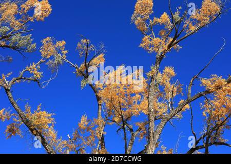 Desktop-Hintergründe aus Colorado Stockfoto