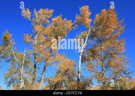 Desktop-Hintergründe aus Colorado Stockfoto