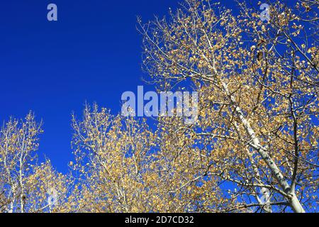 Desktop-Hintergründe aus Colorado Stockfoto