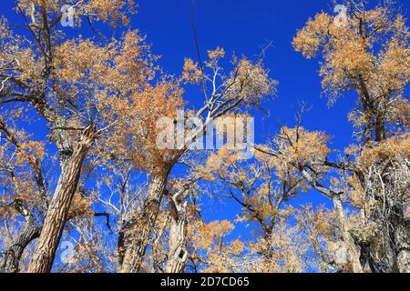 Desktop-Hintergründe aus Colorado Stockfoto