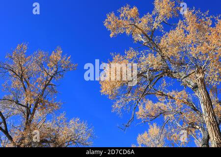 Desktop-Hintergründe aus Colorado Stockfoto