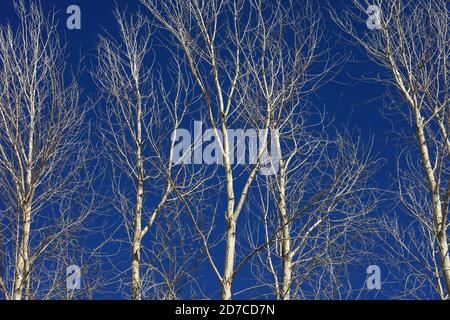 Desktop-Hintergründe aus Colorado Stockfoto