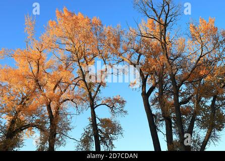 Desktop-Hintergründe aus Colorado Stockfoto