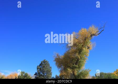 Desktop-Hintergründe aus Colorado Stockfoto