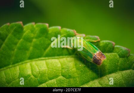 Grünes Blatt Insekt auf grünen Leafs. Insekten / Bugs - Blattinsekt (Phyllium bioculatum) oder wandelende Blätter. Makrobild eines schönen Blattes Insekt, Sabah, Stockfoto