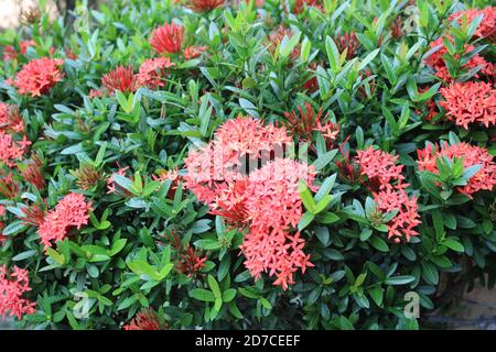 Schöne Ixora Coccinea Blume Bilder Stockfoto