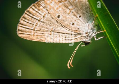 Schöne Schmetterling auf der Blume und saugen Honig - Selektive Fokus der Schmetterling Augen Makro-Fotografie Stockfoto