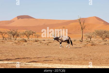 Gemsbok, gemeine Oryx Gazella auf Dünen in Sossusvlei, Namibia Tierwelt, Afrika Safari Stockfoto
