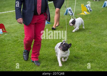 Französische Bulldog und ihre Handler auf einer Hund Exformation Rasse Show Meisterschaft. Stockfoto