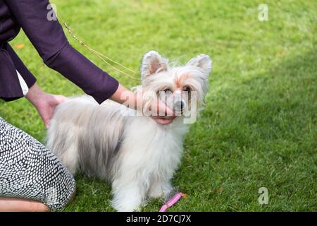 Chinese Crested Dog auf der Exformation Rasse Show / Hund Meisterschaft. Stockfoto