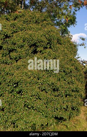 Efeu - Hedera Helix, Masse von Efeu mit Beeren wachsen Aschenbaum Stockfoto