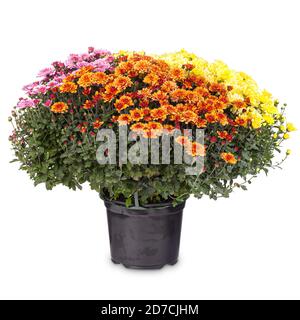 Blühende gelbe, orange und rosa Chrysantheme Stockfoto