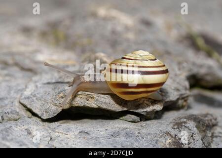 White-lipped Snail - Cepaea hortensis, auf Kalkstein Stockfoto