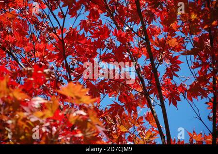 Erstaunliche bunte rote und orange Laub auf einem Ahornbaum Und blauer Himmel Hintergrund Stockfoto