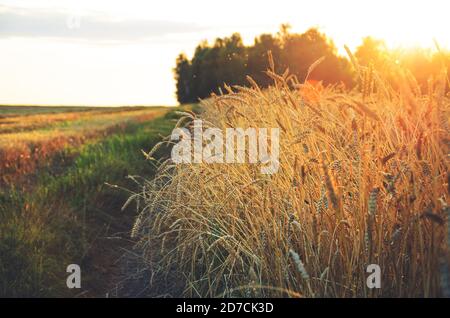Nahaufnahme von reifen goldenen Weizenähren im Sonnenlicht bei Sonnenuntergang.Konzept von fruchtbarem Land und reicher Ernte. Stockfoto