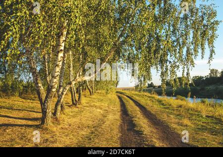Sommer ländliche Landschaft mit Bodenstraße und Birken wachsen in Reihe während Sonnenuntergang. Stockfoto