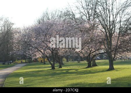Blick auf blühende Kirschblüten auf den Baumzweigen in Ein Park Stockfoto