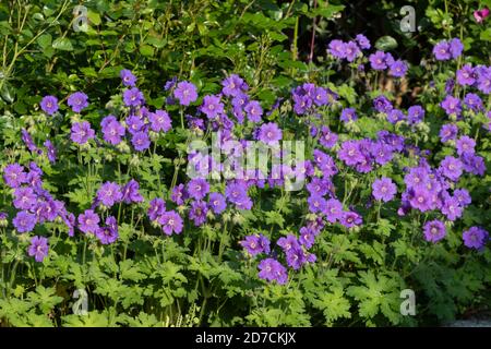 Purple Geranium magnificum im Sommergarten Stockfoto