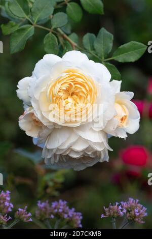 Cremig weiße englische Rose Emanuel Makro Stockfoto