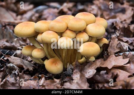 Enokitake Pilz, Enoki, Futu, Meeresfrüchte Pilz, wachsende essbare Gourmet-und medizinische Pilze auf Bäumen. Pilze wachsen im Herbst Kiefernwald Stockfoto