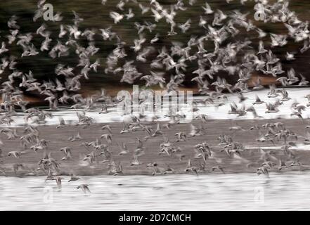 Snettisham, Großbritannien. Oktober 2020. Knoten Nehmen Sie Flug in Snettisham, Norfolk. Dieses Spektakel geschieht, wenn eine Flut die Vögel von ihrem Futterplatz auf der Wash, weiter den Strand hinauf und auf den Kiesel zwingt, bevor die Flut zurückgeht und sie sich wieder auf dem Wattenmeer ernähren können. Kredit: Paul Marriott/Alamy Live Nachrichten Stockfoto