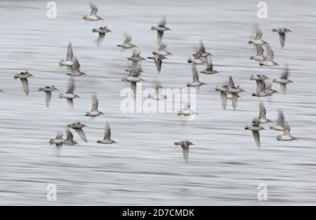 Snettisham, Großbritannien. Oktober 2020. Knoten Nehmen Sie Flug in Snettisham, Norfolk. Dieses Spektakel geschieht, wenn eine Flut die Vögel von ihrem Futterplatz auf der Wash, weiter den Strand hinauf und auf den Kiesel zwingt, bevor die Flut zurückgeht und sie sich wieder auf dem Wattenmeer ernähren können. Kredit: Paul Marriott/Alamy Live Nachrichten Stockfoto