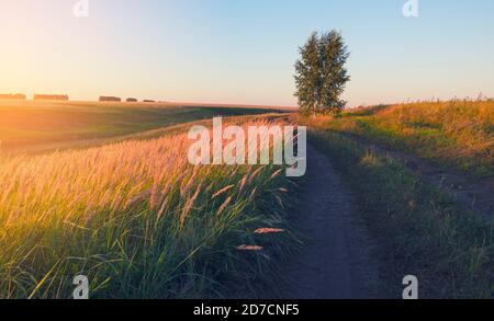Sonnige Sommerlandschaft mit Landstraße und Gräsern beleuchtet Durch das warme Licht der untergehenden Sonne Stockfoto