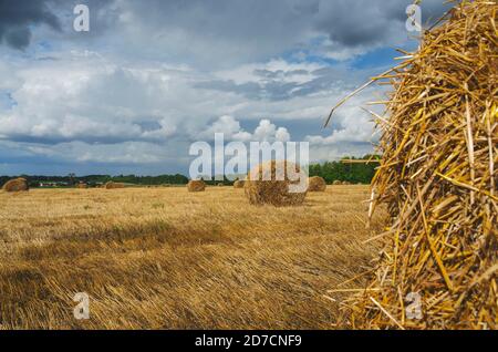 Strohballen in leerem Feld nach der Ernte Zeit auf einem Hintergrund von dunklen dramatischen Wolken in bewölktem Himmel. Stockfoto