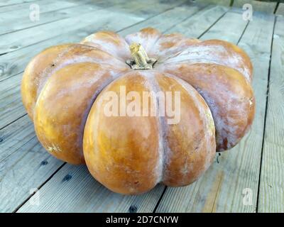 Reife Relief Kürbis Nahaufnahme. Ein riesiger gelber Kürbis liegt auf einem hölzernen Hintergrund. Die Ernte im Herbst in der Landwirtschaft. Stockfoto