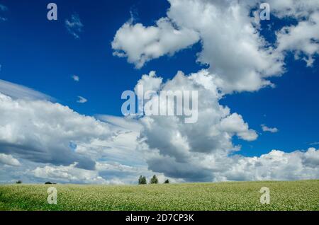 Weiße blühende Blumen des Buchweizens, die in landwirtschaftlichem Feld auf einem Hintergrund des blauen Himmels mit schönen Wolken wachsen. Stockfoto