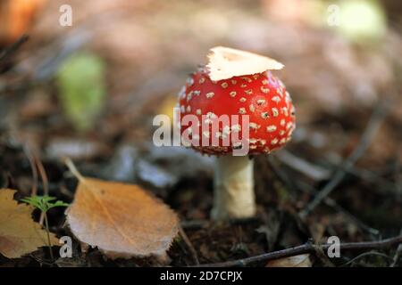 Schöne kleine Fliege-Agaric unter dem Herbstblatt Stockfoto