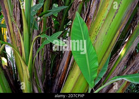 Tropische Bananenpalme eine Blattstruktur und schöner Hintergrund Stockfoto