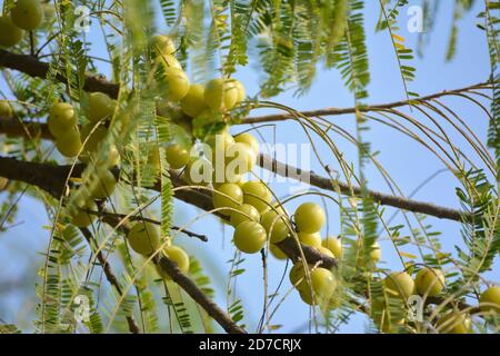 Indische Stachelbeere oder Amla Frucht auf Baum Stockfoto