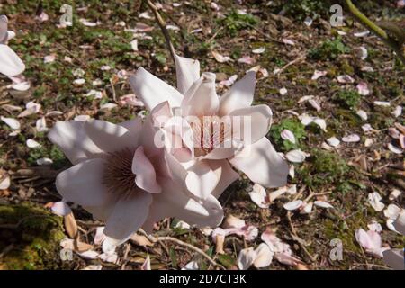 Frühling blühender bunter Rosa Laublicher Magnolienbaum (Magnolia 'Mark Jury') wächst in einem Country Cottage Garten in Rural Devon, England, UK Stockfoto