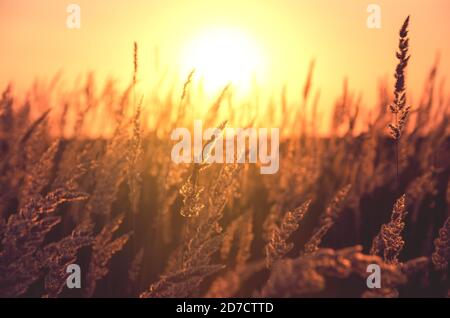Sonnige Sicht auf Gräser durch das warme goldene Licht der untergehenden Sonne beleuchtet. Stockfoto