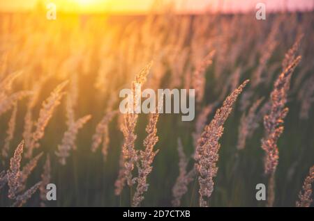 Sonnige Sicht auf Gräser durch das warme goldene Licht der untergehenden Sonne beleuchtet. Stockfoto