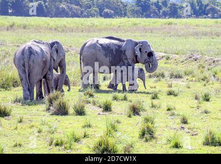 Guwahati, Assam, Indien. Oktober 2020. Wilde Elefanten im Kaziranga Nationalpark, nachdem es für die Touristen von heute im Kaziranga Nationalpark im Goalaghat Bezirk von Assam Indien am Mittwoch, 21. Oktober 2020 wieder geöffnet. Quelle: Dasarath Deka/ZUMA Wire/Alamy Live News Stockfoto