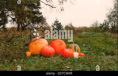 Orange Kürbisse auf dem grünen Gras auf dem Bauernhof. Auf dem grünen Gras in einem Kürbisfeld liegt ein reifer orangefarbener Kürbis. Ernte. Halloween.Big Zauberer Hut Stockfoto