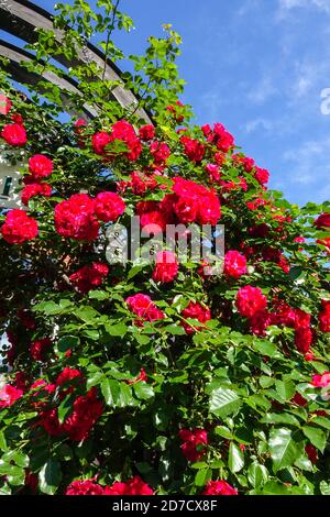 Rote Rambler Rose Garten Bogen Stockfoto